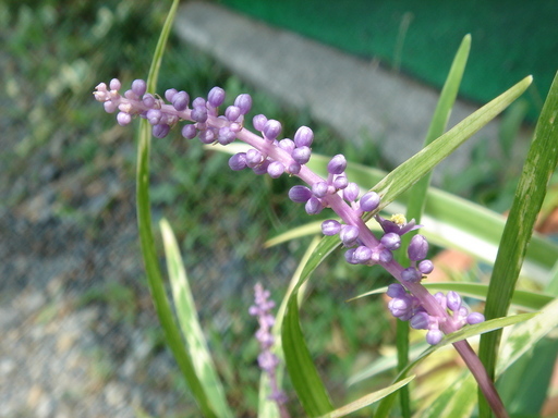 �^�N����́u��͉��|�v