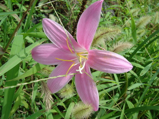 �^�N����́u��͉��|�v