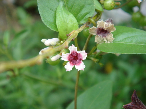 �^�N����́u��͉��|�v