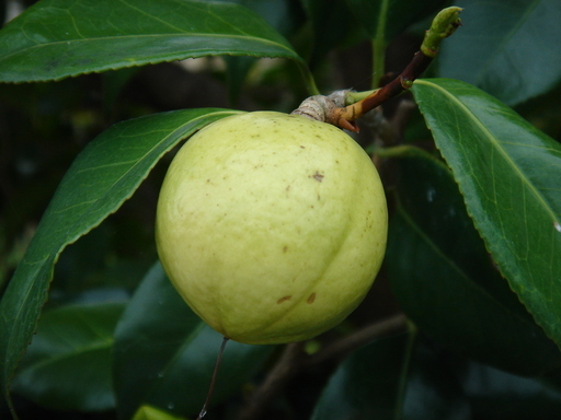 �^�N����́u��͉��|�v