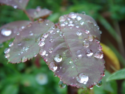 �^�N����́u��͉��|�v