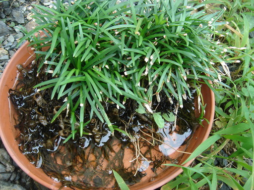 �^�N����́u��͉��|�v