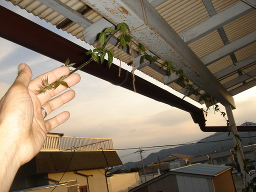 �^�N����́u��͉��|�v