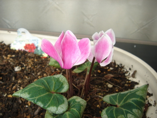 �^�N����́u��͉��|�v