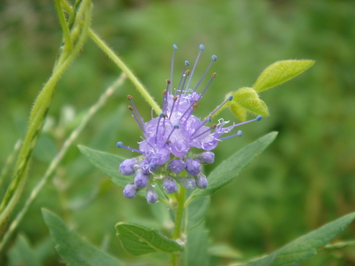 �^�N����́u��͉��|�v