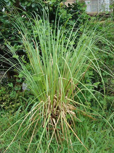 �^�N����́u��͉��|�v