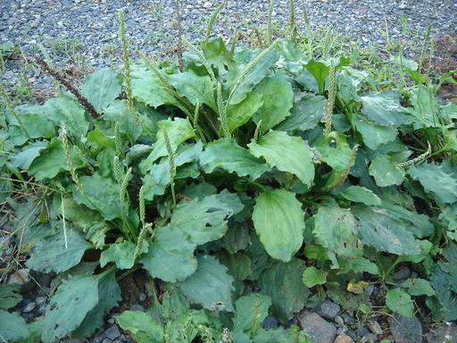 �^�N����́u��͉��|�v