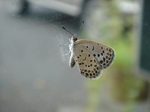 �^�N����́u��͉��|�v