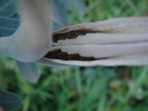 �^�N����́u��͉��|�v