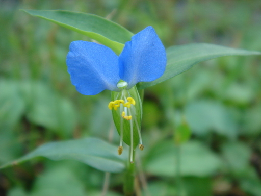 �^�N����́u��͉��|�v