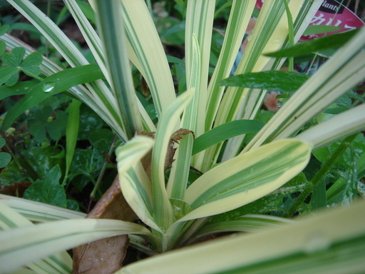 �^�N����́u��͉��|�v