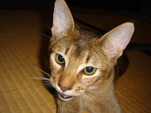 �^�N����́u��͉��|�v