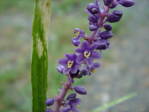 �^�N����́u��͉��|�v