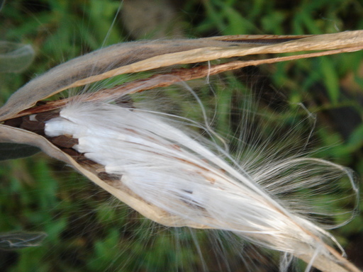 �^�N����́u��͉��|�v