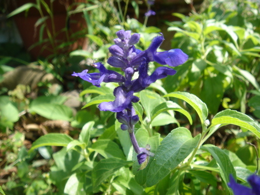 �^�N����́u��͉��|�v