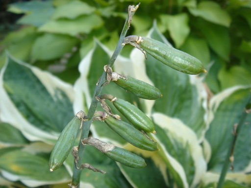 �^�N����́u��͉��|�v