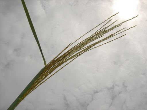 �^�N����́u��͉��|�v