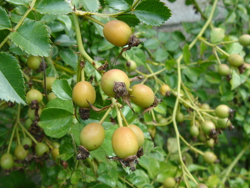 �^�N����́u��͉��|�v