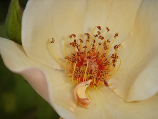 �^�N����́u��͉��|�v