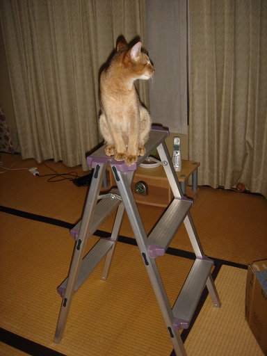 �^�N����́u��͉��|�v