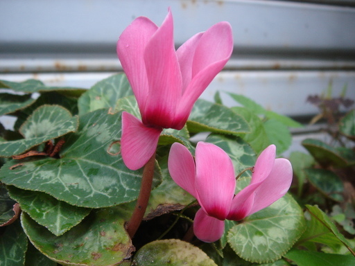 �^�N����́u��͉��|�v