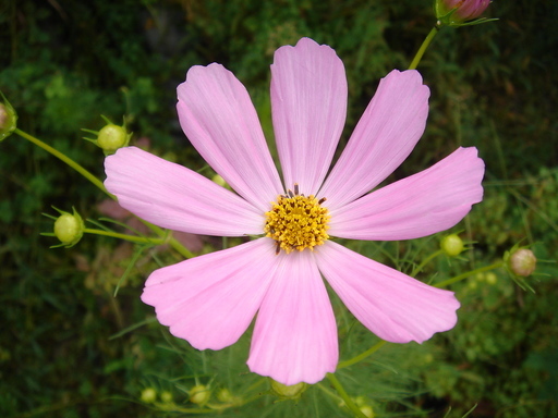 �^�N����́u��͉��|�v