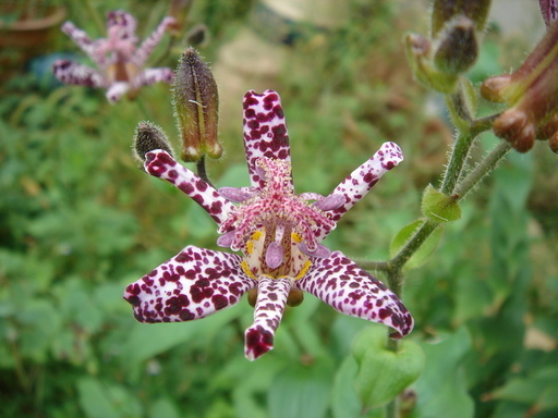 �^�N����́u��͉��|�v