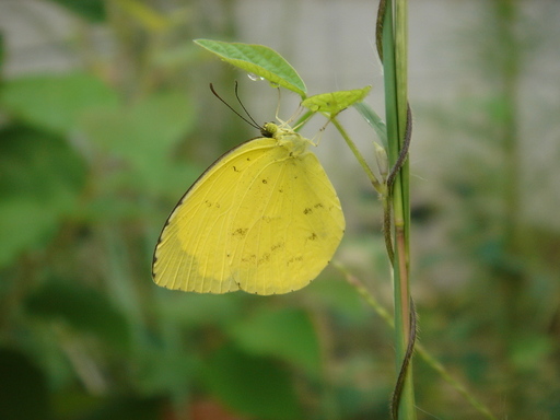 �^�N����́u��͉��|�v