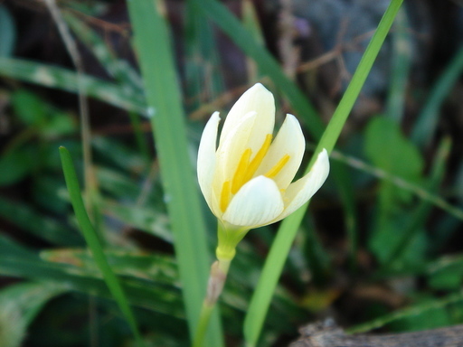 �^�N����́u��͉��|�v