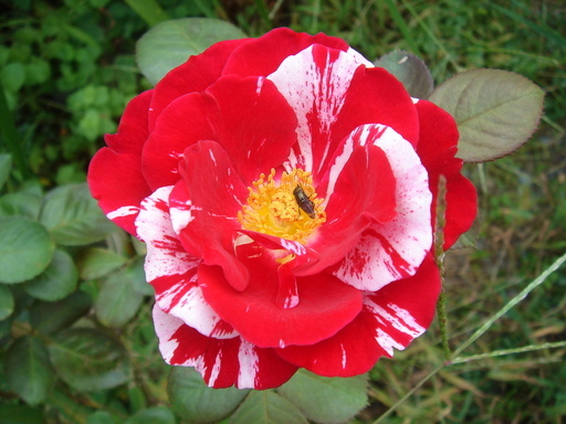 �^�N����́u��͉��|�v