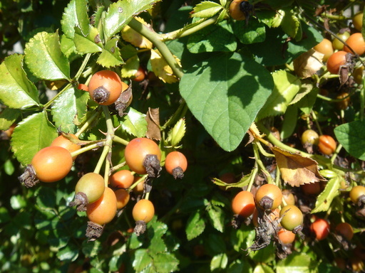 �^�N����́u��͉��|�v