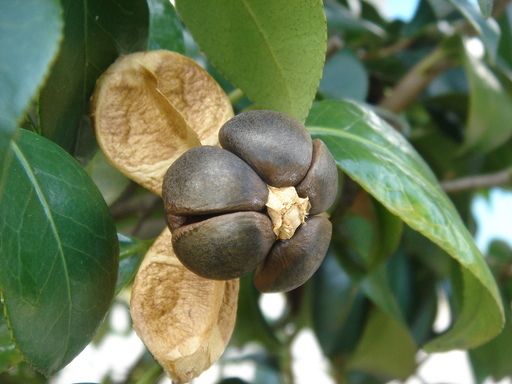 �^�N����́u��͉��|�v