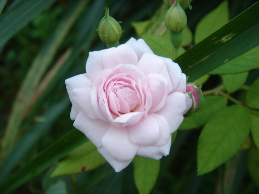 �^�N����́u��͉��|�v