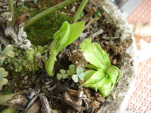 �^�N����́u��͉��|�v