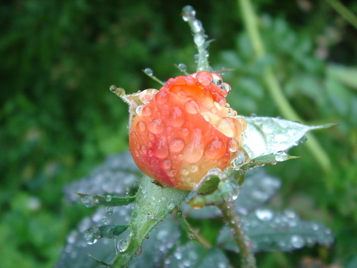 �^�N����́u��͉��|�v