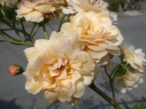 �^�N����́u��͉��|�v