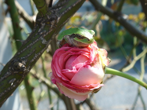 �^�N����́u��͉��|�v