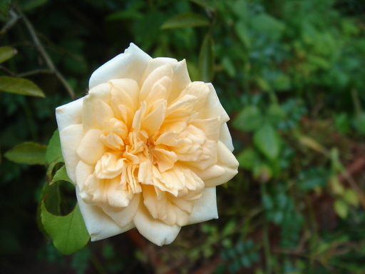 �^�N����́u��͉��|�v