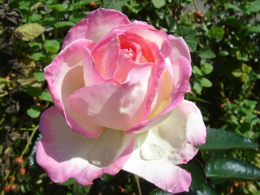 �^�N����́u��͉��|�v