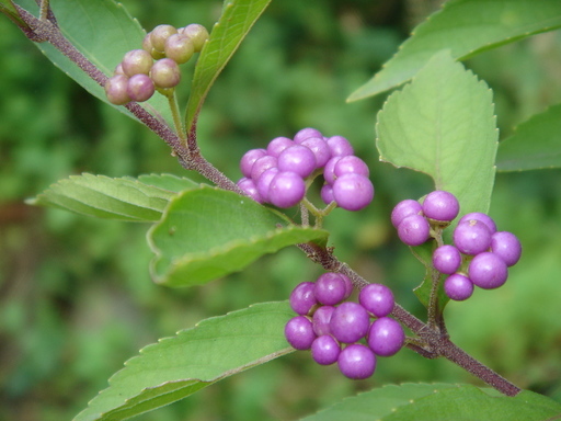 �^�N����́u��͉��|�v