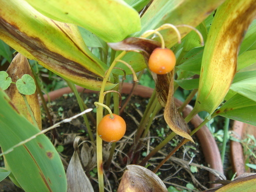 �^�N����́u��͉��|�v