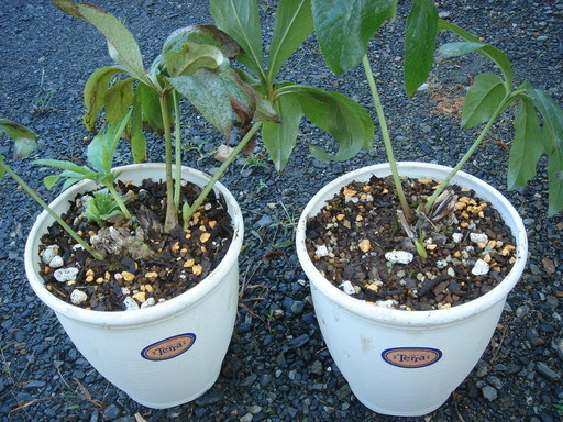 �^�N����́u��͉��|�v