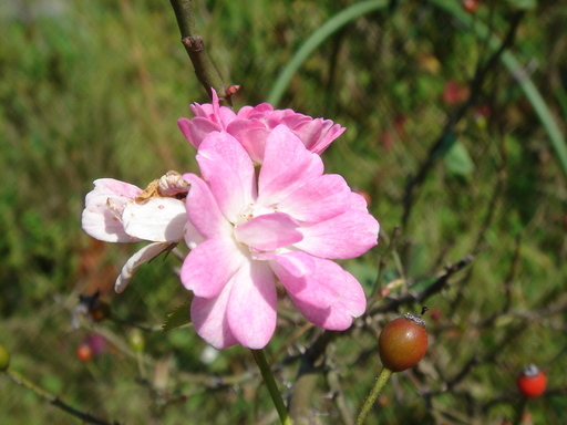 �^�N����́u��͉��|�v