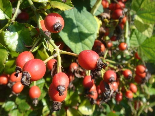 �^�N����́u��͉��|�v