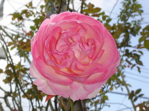 �^�N����́u��͉��|�v