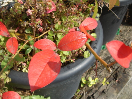 �^�N����́u��͉��|�v