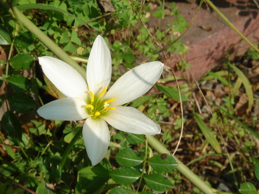 �^�N����́u��͉��|�v