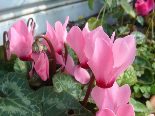 �^�N����́u��͉��|�v