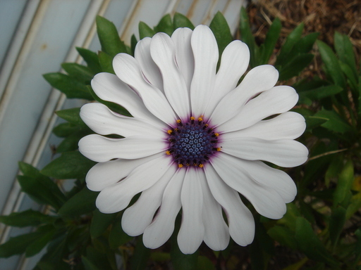 �^�N����́u��͉��|�v