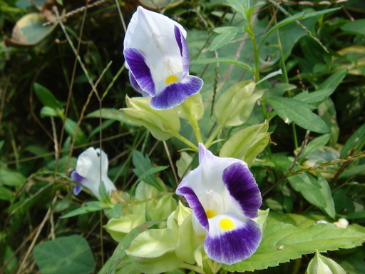 �^�N����́u��͉��|�v